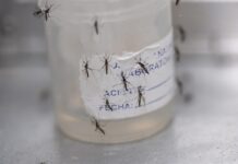8 millones de casos de dengue, la epidemia en las Américas