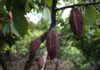 El alto precio del cacao, una oportunidad de empoderar a agricultoras de la selva peruana
