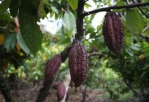 El alto precio del cacao, una oportunidad de empoderar a agricultoras de la selva peruana