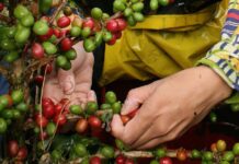 Descifran el genoma del café Arábica y revelan el origen de la especie en Etiopía