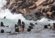 Perú presenta plataforma de venta de entradas para visitar sus áreas naturales protegidas.