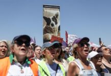 Turquía ante sus 4 millones de perros callejeros