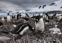 La Antártida sufre la crisis climática y requiere esfuerzos