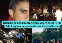 Tragedia en León: motociclista muere al caerle un árbol encima, en medio de una intensa lluvia