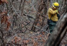 La selva maya de Guatemala registra pérdidas incalculables tras incendios.
