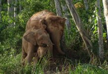 UICN alerta del peligro de extinción del elefante de Borneo y reptiles de Canarias y Baleares.