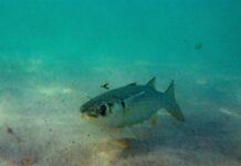 Unesco alerta del deterioro acelerado de los océanos.