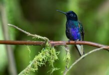 Aviturismo en Ecuador