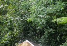 Barro Colorado, la isla laboratorio en el Canal de Panamá que estudia la crisis climática