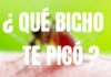 ¿Qué bicho te picó?