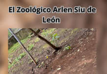 Esperanza en el Zoológico Arlen Siu de León