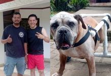 Veterinario de León fabrica una silla de rueda ortopédica para “Titán”, el perro del Diputado Wálmaro Gutiérrez