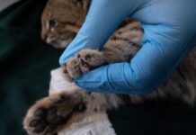 Gato del desierto es encontrado en un edificio de Lima