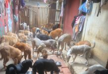 Más perros abandonados en León, más personas se suman al rescate