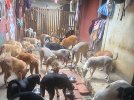 Más perros abandonados en León, más personas se suman al rescate