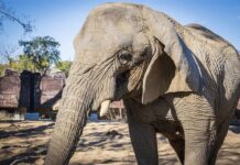 Muere en España elefanta africana más longeva del mundo