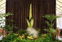 Una “flor cadáver” abre sus pétalos tras 15 años de espera