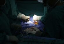 Hígado de cerdo modificado sería viable para trasplantes