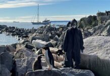 gripe aviar presente en toda la península antártica