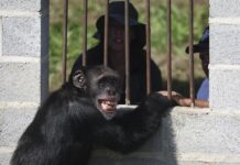 Yoko, el último chimpancé en cautiverio en Colombia