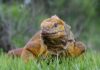 Nuevos datos en Galápagos para conservar la iguana rosada