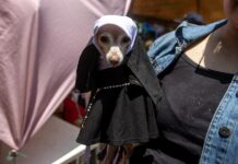 Fieles nicaragüenses visten a sus mascotas para rendir homenaje al protector San Lázaro.