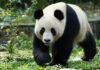 Viena acoge a dos pandas para promover su conservación