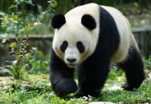 Viena acoge a dos pandas para promover su conservación