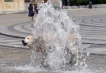 Italia aprueba ley que obliga a proteger a los animales