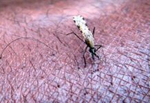 Un nuevo enfoque de control de la malaria abre la puerta a mosquiteras más eficaces.