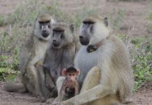 Vínculo Paterno ayuda a las hembras Un babuino macho adulto y un bebé en el ecosistema de Amboseli, Kenia. Crédito: Elizabeth Archie/Notre Dame University