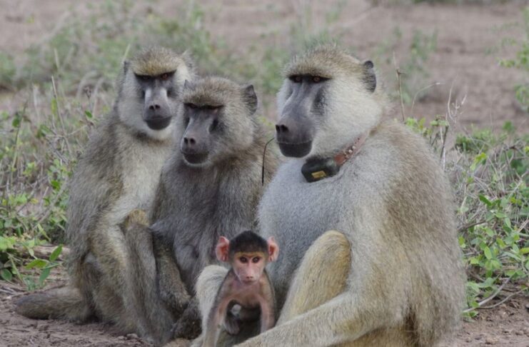 Un babuino macho adulto y un bebé en el ecosistema de Amboseli, Kenia. Crédito: Elizabeth Archie/Notre Dame University
