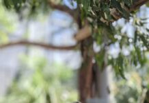 El suelo, una trampa mortal para los koalas Koala salvaje con un collar personalizado con registrador GPS y acelerómetro. Crédito: Ami Fadhillah Amir Abdul Nasir. Imagen de uso editorial facilitada por la Sociedad de Biología Experimental.