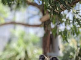 Koala salvaje con un collar personalizado con registrador GPS y acelerómetro. Crédito: Ami Fadhillah Amir Abdul Nasir. Imagen de uso editorial facilitada por la Sociedad de Biología Experimental.