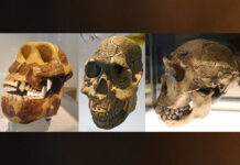 Nuestros ancestros comieron sin estar listos