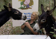 El batallón de burros bomberos