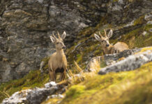 Chile, optimista sobre el futuro del huemul.