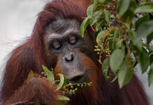 Los orangutanes convierten el azúcar en grasa para tirar de ella cuando escasea la fruta