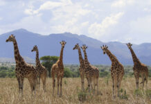 Reconocen cuatro especies distintas de jirafas