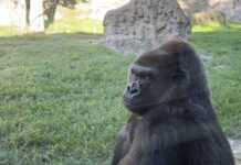 Las trampas indiscriminadas son hoy la gran amenaza para los gorilas, advierten en su día