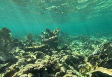 El 70 % de los arrecifes de coral del Atlántico occidental no crecerá con el calentamiento