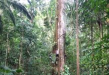 Los árboles del Amazonas crecen impulsados por el dióxido de carbono de la atmósfera