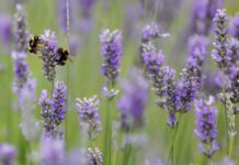 Urgen a aumentar la extensión de espacios naturales para evitar el declive de las abejas