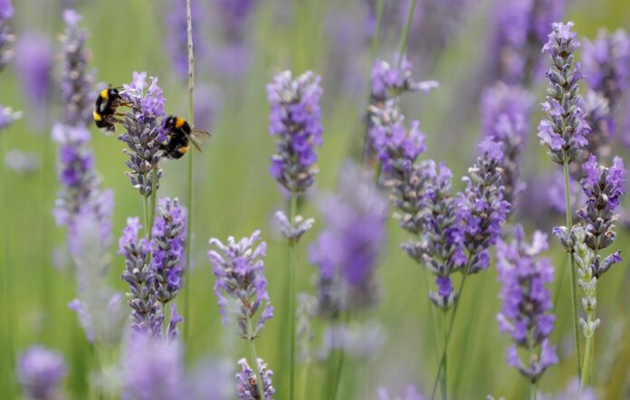 Urgen a aumentar la extensión de espacios naturales para evitar el declive de las abejas
