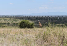Entre leones y ganado: los riesgos de convivir con la vida salvaje de Kenia