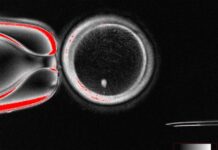 Desarrollan óvulos humanos potencialmente fecundables a partir de células de la piel