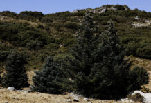 La resistencia del pinsapo a la sequía: Un ‘plan de contigencia’ activado desde sus raíces