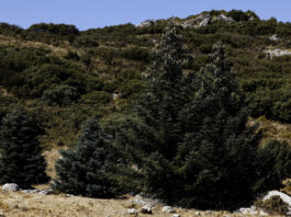 La resistencia del pinsapo a la sequía: Un ‘plan de contigencia’ activado desde sus raíces