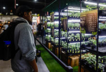 Ciencia, industria y comunidad: Expo Cannabis cierra su sexta edición en Buenos Aires