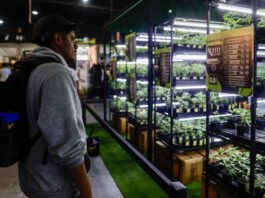 Ciencia, industria y comunidad: Expo Cannabis cierra su sexta edición en Buenos Aires